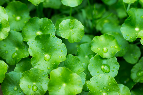 6 Benefits of Gotu Kola You Should Know About!