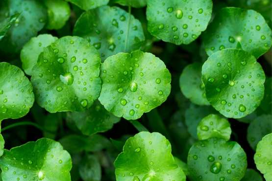 Calm Your Stressed Skin With Cica, a Magic Skincare Ingredient