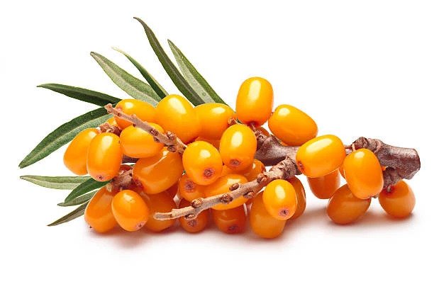 Sea Buckthorn - Benefits for Skin, Nutrients, and More...